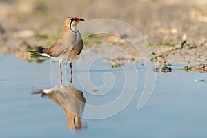 Collared Pratincole Glareola pratincola sits on the shore of the pond