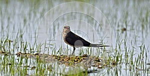 Collared pratincole in the rice field photo