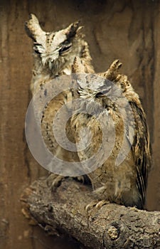 Collared Scops Owl