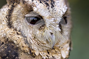 Collared Scops Owl Face Detail