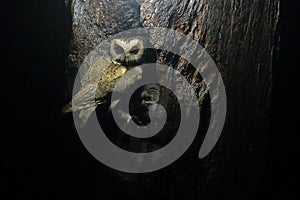 Collared scops owl and nest