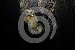 Collared scops owl and nest