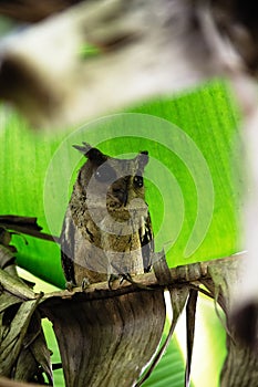 Collared scops-owl Otus bakkamoena winter plumage