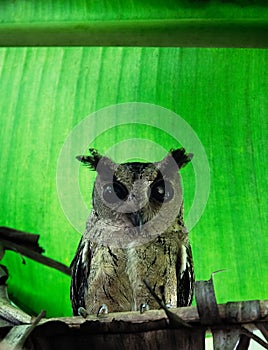 Collared scops-owl (Otus bakkamoena) winter plumage