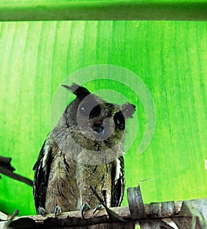 Collared scops-owl Otus bakkamoena winter plumage