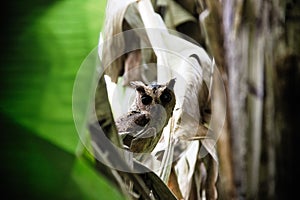 Collared scops-owl (Otus bakkamoena) winter plumage