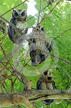 Collared scops owl Otus sagittatus