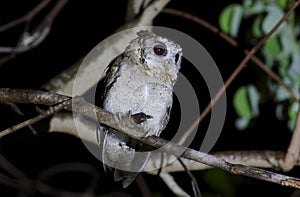 Collared scops owl Otus sagittatus