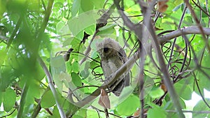 Collared scops owl Otus sagittatus Baby Birds of Thailand