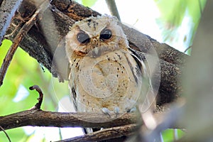 Collared scops owl Otus sagittatus Beautiful Birds of Thailand