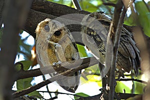 Collared scops owl Otus sagittatus Cute Birds of Thailand