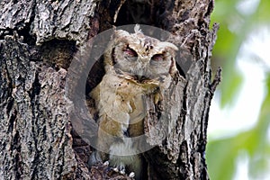 Collared scops owl Otus sagittatus Cute Birds Sleeping