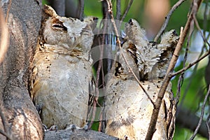 Collared scops owl Otus sagittatus Cute Birds of Thailand