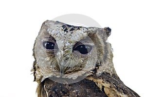 Collared Scops Owl on white