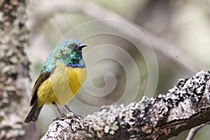 The collared sunbird - Hedydipna collaris