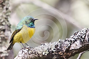 The collared sunbird - Hedydipna collaris