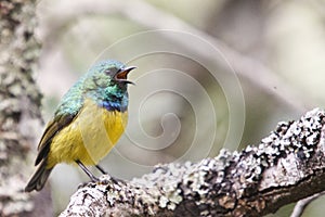 The collared sunbird singing - Hedydipna collaris