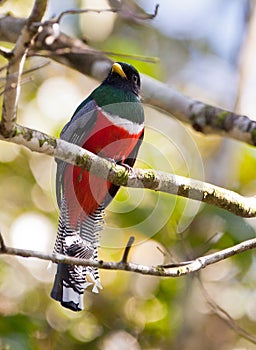 Collared Trogon