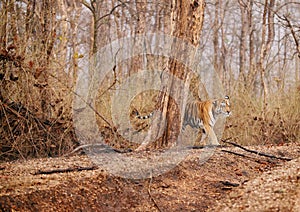 Collarwali Tigress in Pench National Park