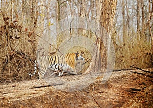 Collarwali Tigress in Pench National Park