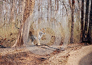 Collarwali tigress in Pench National Park