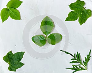 Collation Of Green Leaf With White Background photo
