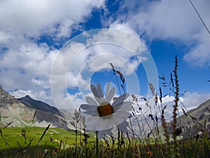 Margherita fiore sul alta montagna prato scenico da montagne un colline la Valle 