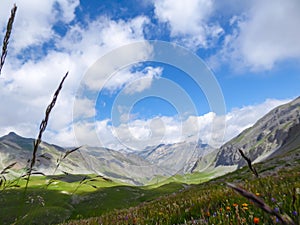 Colle Del Puriac - Flower field on alpine meadow with scenic view of mountains and hills in valley Valle Stura, Italy