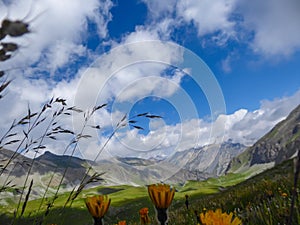 Colle Del Puriac - Flower field on alpine meadow with scenic view of mountains and hills in valley Valle Stura, Italy