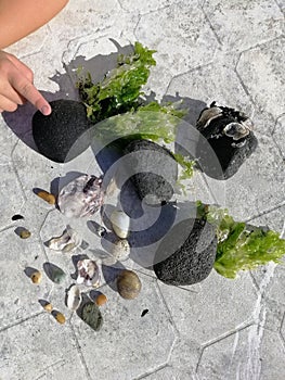 Collect of beach rocks and shells