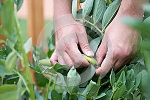 Collect broad beans photo