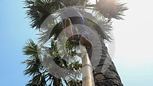 Collect the juice from the palm tree in the hot afternoon. The play of the sun in the gap of the palm tree