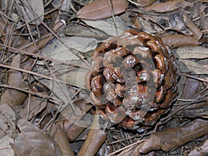 Collect an old pine cone