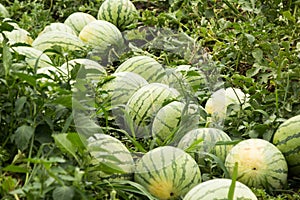 Collect ripe watermelons on the farm