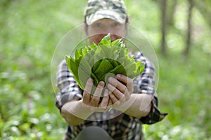 Collect wild garlic in the forest