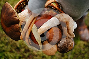 Collected edible mushrooms white and red mushrooms in a basket.