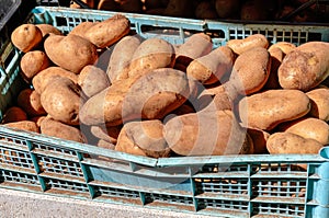 Collected homegrown potatoes at marketplace