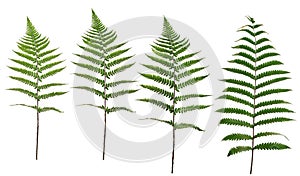 Collected Leaf fern isolated on white background