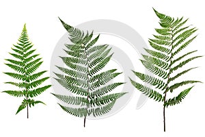 Collected Leaf fern isolated on white background
