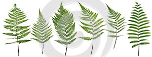 Collected Leaf fern isolated on white background