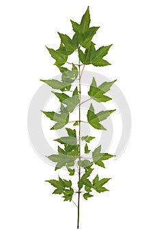 Collected maple tree isolated on white background