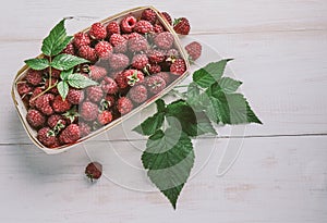 Collected raspberries in a basket.