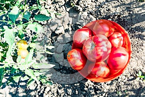 collected ripe tomatoes near bush in garden