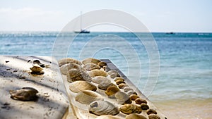 Collected shells on a beach on Utila Island in Honduras.