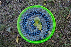 Collected thorny berries in a bucket