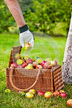 Collecting apples to the basket