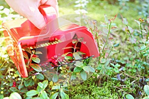 Collecting berries in forest with comb picker