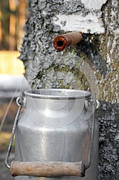 Collecting birch juice