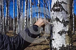 Collecting birch nectar in the forest in early spring, front and back background blurred with bokeh effect