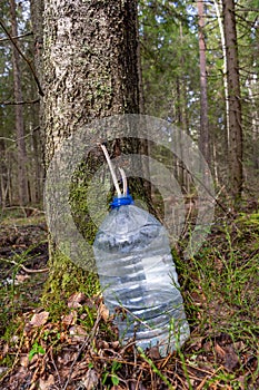 Collecting birch sap in the spring. Harvesting birch sap. A bottle in which the juice drips through a hole in a birch tree